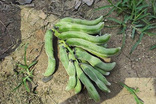 原神木南吃瓜,木南吃瓜事件，揭秘游戏圈幕后风云