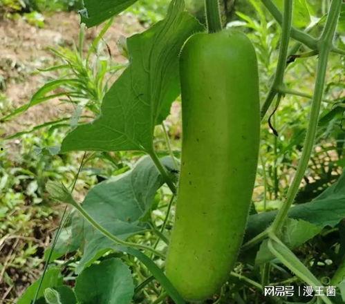 瓠子瓜可以吃吗,美味可口的健康食材